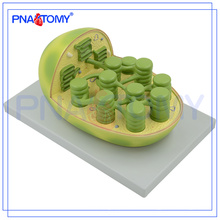 PNT-0837 Plant Modell biologische Bildung Schüler lehren Chloroplasten anatomisches Modell